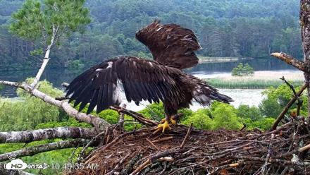 VINS Bald Eagles Nest Live Cams - Jun 26, 2026, 10:50am EDT