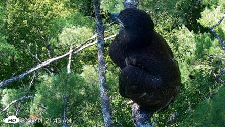 VINS Bald Eagles Nest Live Cams - Jul 27, 2026, 11:22am EDT