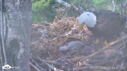 VINS Bald Eagles Nest Live Cams - May 5, 2026, 2:45pm EDT