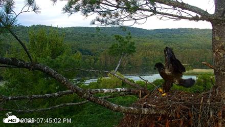 VINS Bald Eagles Nest Live Cams - Jul 9, 2026, 7:45pm EDT