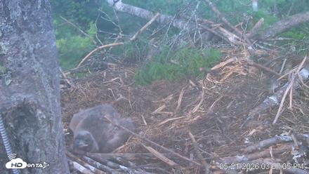 VINS Bald Eagles Nest Live Cams - May 21, 2026, 3:07pm EDT