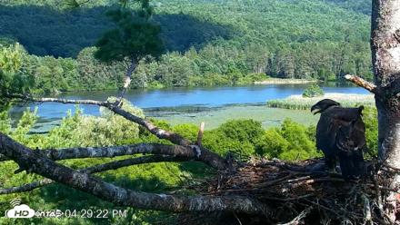 VINS Bald Eagles Nest Live Cams - Jul 24, 2026, 4:30pm EDT