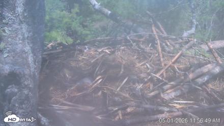 VINS Bald Eagles Nest Live Cams - May 1, 2026, 11:57am EDT