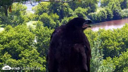 VINS Bald Eagles Nest Live Cams - Jul 23, 2026, 12:48pm EDT