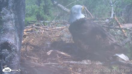 VINS Bald Eagles Nest Live Cams - Apr 27, 2026, 11:16am EDT