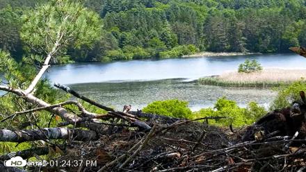 VINS Bald Eagles Nest Live Cams - Jun 5, 2026, 1:25pm EDT