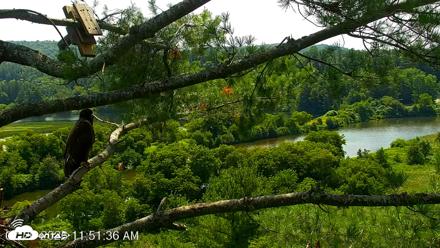 VINS Bald Eagles Nest Live Cams - Jul 20, 2026, 11:51am EDT