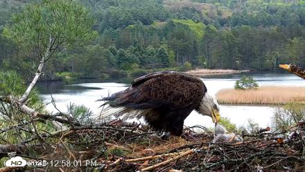 VINS Bald Eagles Nest Live Cams - May 13, 2026, 12:58pm EDT