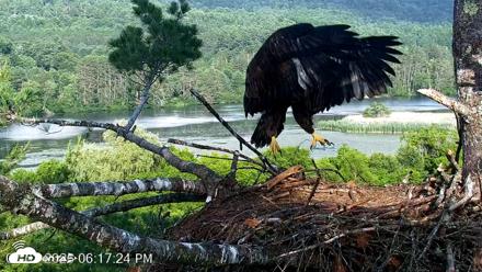 VINS Bald Eagles Nest Live Cams - Jul 2, 2026, 6:18pm EDT