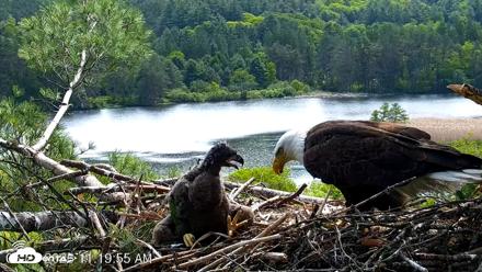 VINS Bald Eagles Nest Live Cams - May 27, 2026, 11:20am EDT