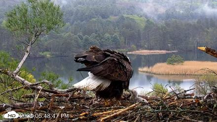 VINS Bald Eagles Nest Live Cams - May 9, 2026, 5:49pm EDT