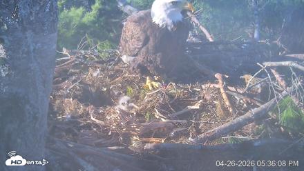 VINS Bald Eagles Nest Live Cams - Apr 26, 2026, 5:36pm EDT