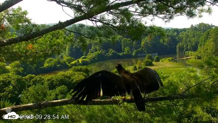 VINS Bald Eagles Nest Live Cams - Jul 26, 2026, 9:29am EDT