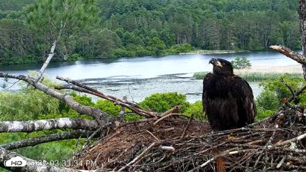 VINS Bald Eagles Nest Live Cams - Jun 23, 2026, 3:34pm EDT