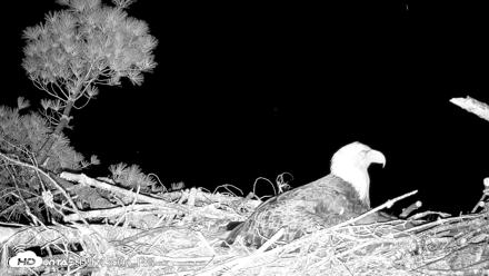 VINS Bald Eagles Nest Live Cams - May 27, 2026, 9:45pm EDT