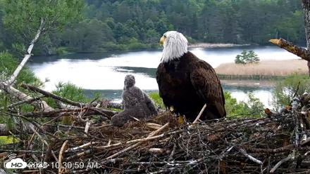 VINS Bald Eagles Nest Live Cams - May 20, 2026, 10:31am EDT
