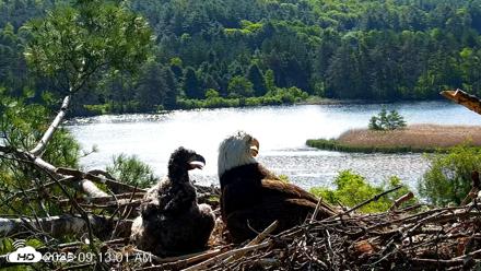 VINS Bald Eagles Nest Live Cams - May 28, 2026, 9:13am EDT