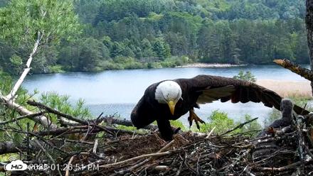VINS Bald Eagles Nest Live Cams - May 19, 2026, 1:27pm EDT