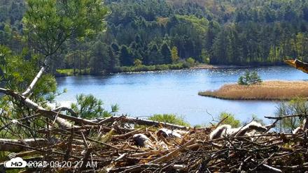 VINS Bald Eagles Nest Live Cams - May 12, 2026, 9:21am EDT