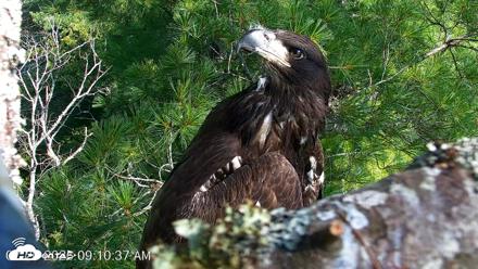 VINS Bald Eagles Nest Live Cams - Jul 26, 2026, 9:10am EDT
