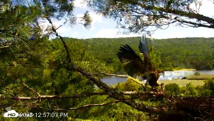 VINS Bald Eagles Nest Live Cams - Jul 19, 2026, 12:58pm EDT