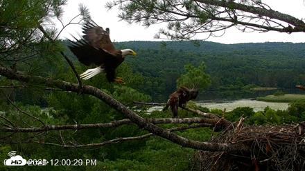 VINS Bald Eagles Nest Live Cams - Jul 18, 2026, 12:10pm EDT