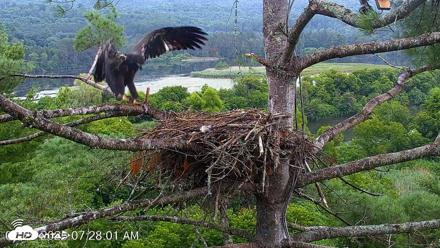 VINS Bald Eagles Nest Live Cams - Jul 29, 2026, 7:28am EDT