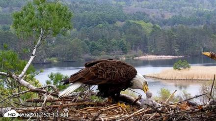 VINS Bald Eagles Nest Live Cams - May 6, 2026, 9:54am EDT