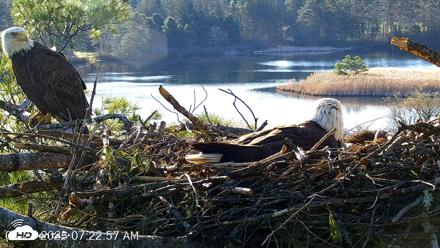 VINS Bald Eagles Nest Live Cams - Apr 24, 2026, 7:23am EDT