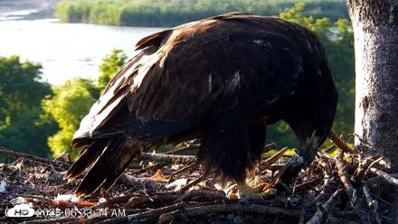 VINS Bald Eagles Nest Live Cams - Jul 25, 2026, 6:34am EDT