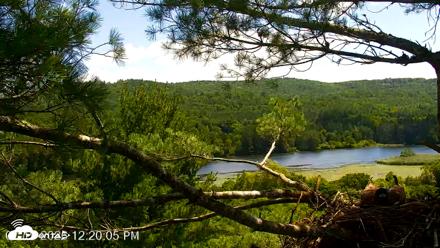 VINS Bald Eagles Nest Live Cams - Jul 19, 2026, 12:21pm EDT