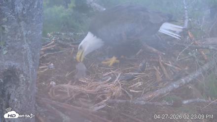VINS Bald Eagles Nest Live Cams - Apr 27, 2026, 2:23pm EDT