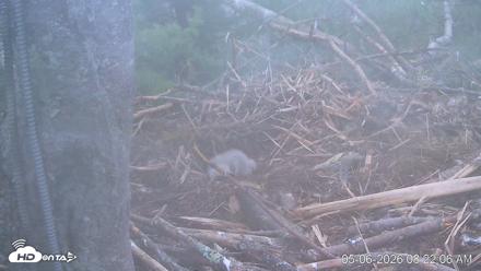 VINS Bald Eagles Nest Live Cams - May 6, 2026, 8:23am EDT