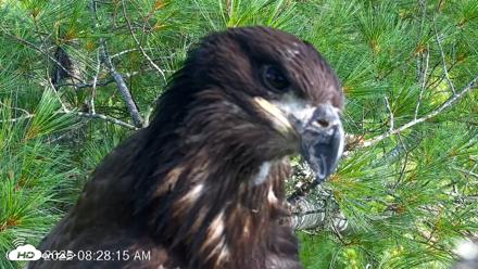 VINS Bald Eagles Nest Live Cams - Jul 26, 2026, 8:29am EDT