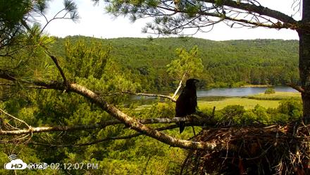 VINS Bald Eagles Nest Live Cams - Jul 13, 2026, 2:12pm EDT