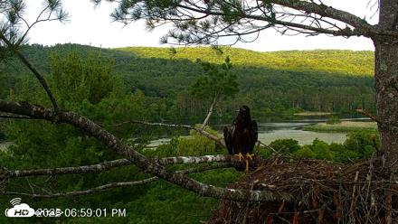 VINS Bald Eagles Nest Live Cams - Jul 9, 2026, 6:59pm EDT