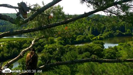 VINS Bald Eagles Nest Live Cams - Jul 23, 2026, 10:07am EDT
