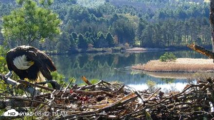 VINS Bald Eagles Nest Live Cams - Apr 28, 2026, 8:42am EDT