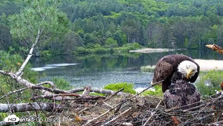 VINS Bald Eagles Nest Live Cams - May 31, 2026, 5:10pm EDT