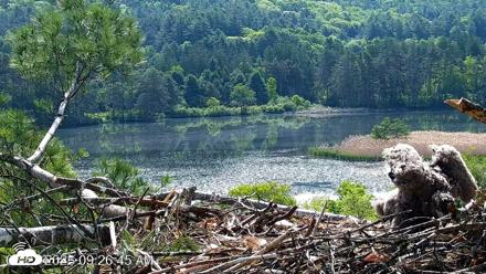 VINS Bald Eagles Nest Live Cams - May 27, 2026, 9:27am EDT