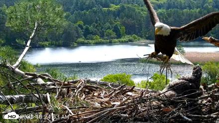 VINS Bald Eagles Nest Live Cams - May 27, 2026, 10:25am EDT