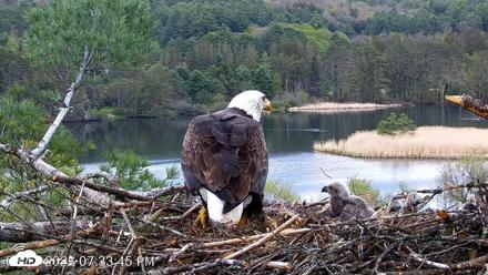 VINS Bald Eagles Nest Live Cams - May 11, 2026, 7:34pm EDT