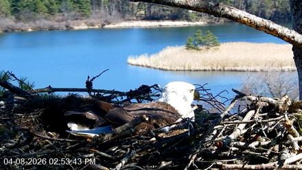 VINS Bald Eagles Nest Live Cams - Apr 8, 2026, 2:54pm EDT