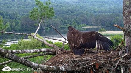 VINS Bald Eagles Nest Live Cams - Jul 1, 2026, 7:19pm EDT