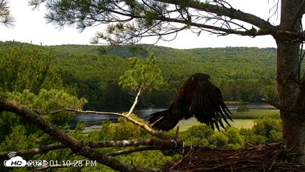 VINS Bald Eagles Nest Live Cams - Jul 20, 2026, 1:11pm EDT