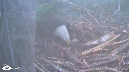 VINS Bald Eagles Nest Live Cams - May 6, 2026, 8:46am EDT