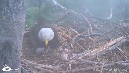 VINS Bald Eagles Nest Live Cams - May 3, 2026, 8:11am EDT