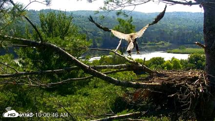 VINS Bald Eagles Nest Live Cams - Jul 25, 2026, 10:02am EDT