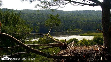 VINS Bald Eagles Nest Live Cams - Jul 17, 2026, 9:35am EDT