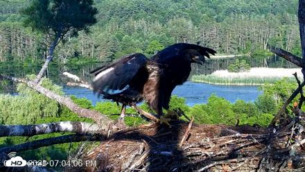 VINS Bald Eagles Nest Live Cams - Jun 27, 2026, 7:06pm EDT